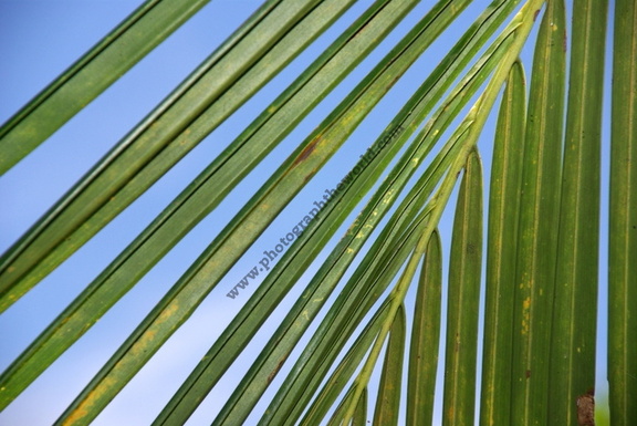 Palm leaf on Isla Boca Brava, Golfo de Chiriquí, Panama