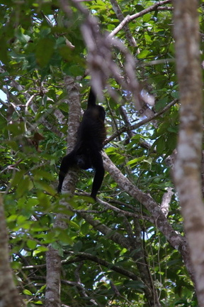 Howler Monkey, Isla Boca Brava, Golfo de Chiriquí, Panama