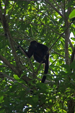 Howler monkey on Isla Boca Brava, Golfo de Chiriquí, Panama