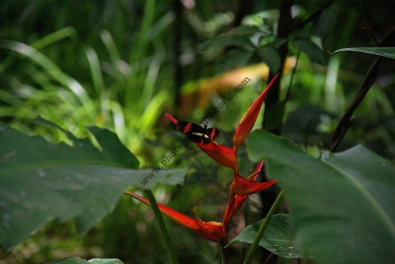 Butterfly and flora on Isla Boca Brava, Golfo de Chiriquí, Panama