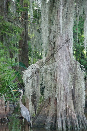 Blue Heron, Louisiana Bayou, near New Orleans, USA