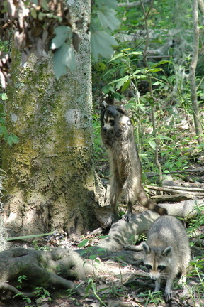 Racoons, Louisiana, USA