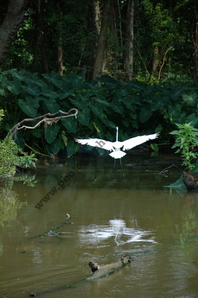 White Egret, Louisiana, USA