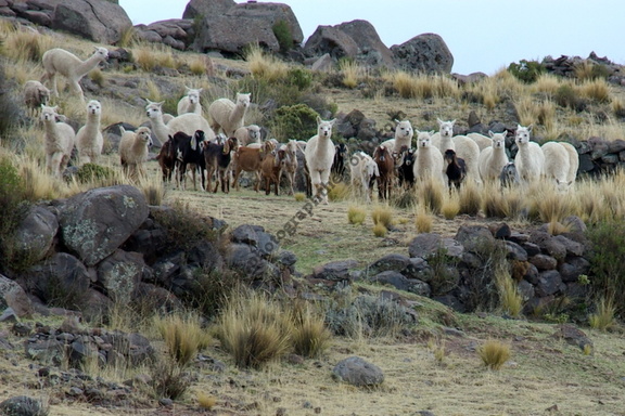 Alpacas, Sillustani, nr Puno, Lake Titicaca, Peru