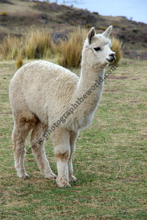 Alpaca, Sillustani, nr Puno, Lake Titicaca, Peru