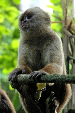 White-fronted Capuchin monkey, Tambopata Ecological Reserve, Rio Madre De Dios, Peru
