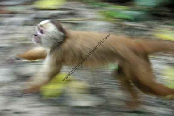 White-fronted Capuchin monkey, Tambopata Ecological Reserve, Rio Madre De Dios, Peru
