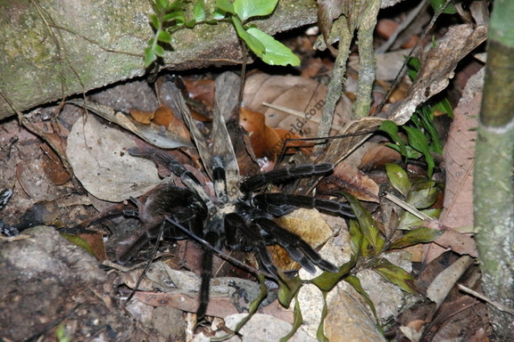 Tarantula, Tambopata Ecological Reserve, Rio Madre De Dios, Peru
