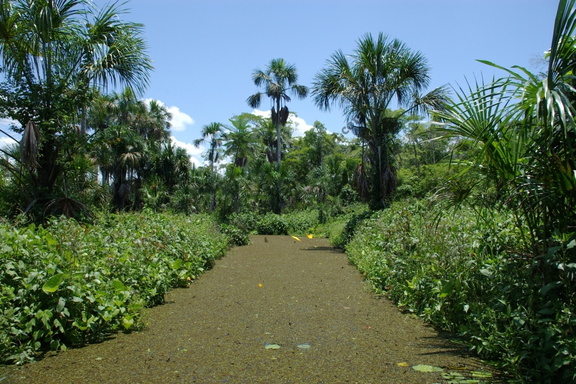 Tambopata Ecological Reserve, Rio Madre De Dios, Peru
