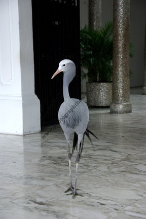 Heron at the entrance to the Presidential Palace, Casco Viejo, Panama City, Panama