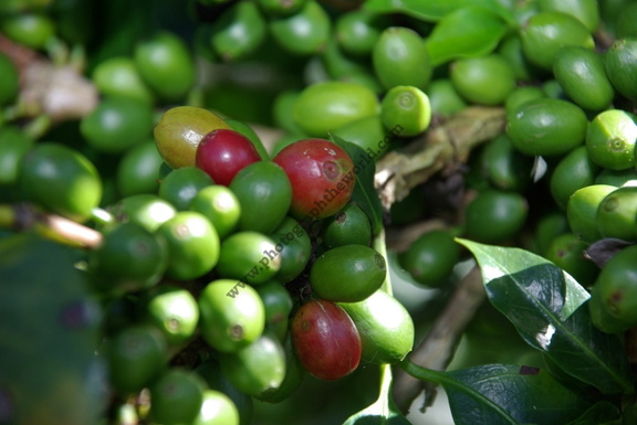 Coffee cherries, Hacienda La Esperanza, Boquete, Chiriquí Province, Panama