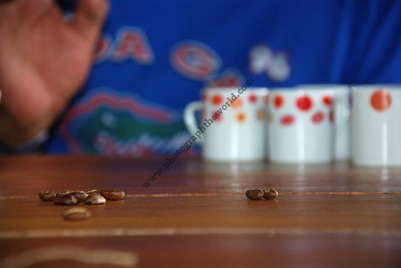 Coffee beans at tasting session, Boquete, Chiriquí Province, Panama